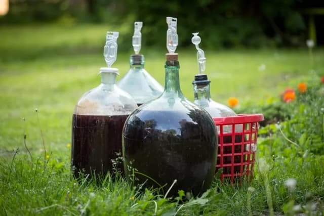 Z czego wino? Odkryj nietypowe składniki do domowej produkcji